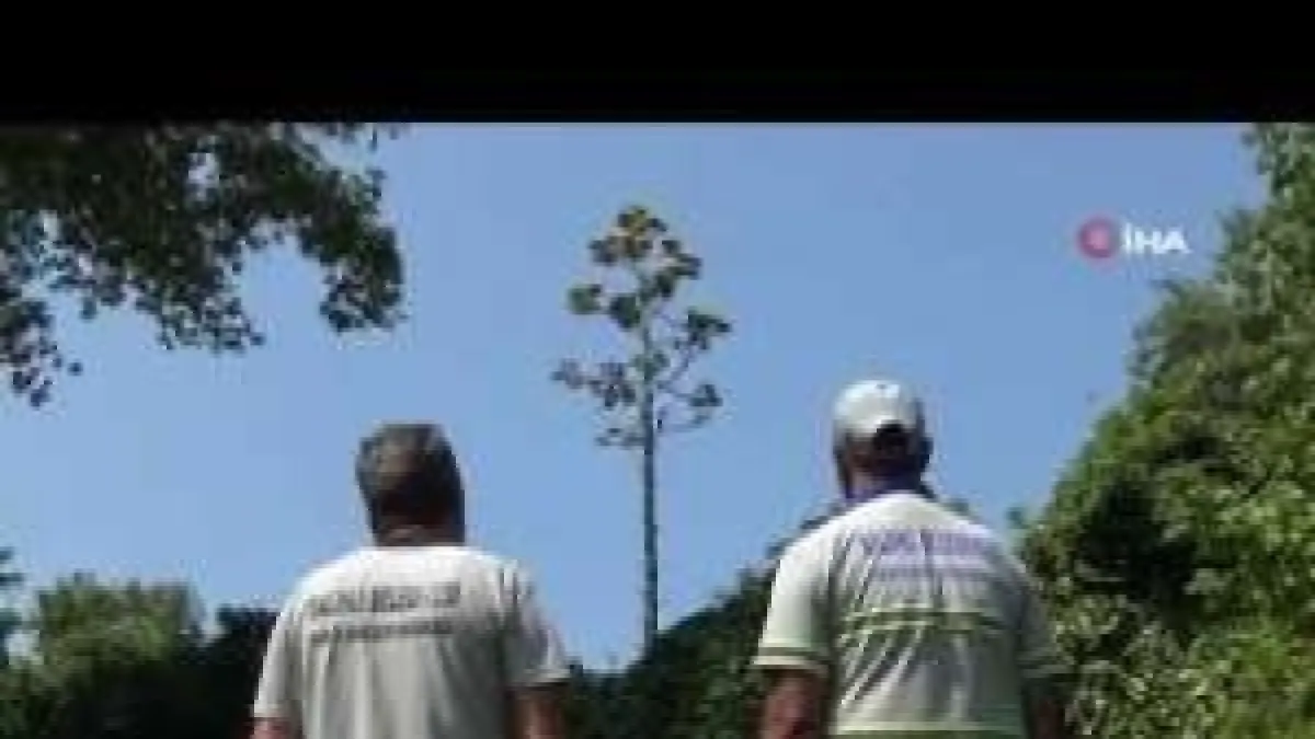 Manisa’da 'Agave' şaşkınlığı