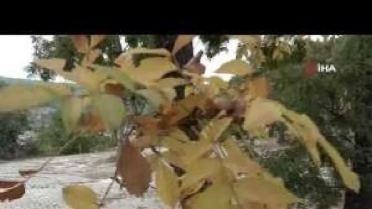 Kütahya Ilıca'da sonbahar güzelliği