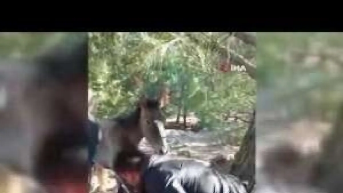 Taşların arasına ayağı sıkışan yabani atı, vatandaşlar kurtardı