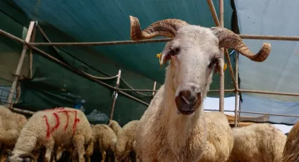 İzmir'deki hayvan pazarlarında pazarlık başladı galerisinin resmi