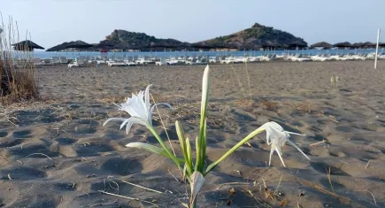 Muğla'da "kum zambakları" sahilleri süslüyor galerisinin resmi