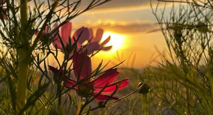 Ağrı'da gün batımı görsel şölen oluşturdu galerisinin resmi