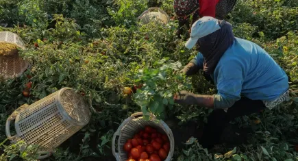 Onca emeğin karşılığı: 2 TL galerisinin resmi