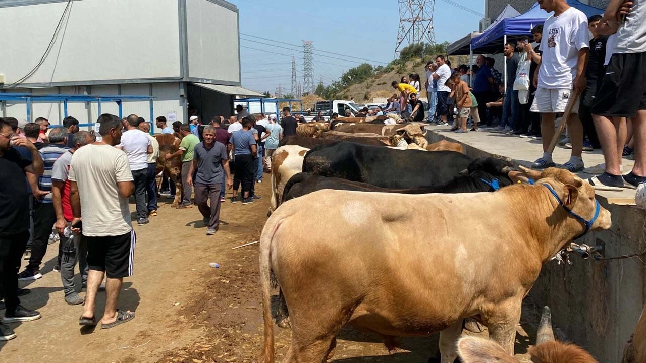 Kurban Bayramı kurban pazarı
