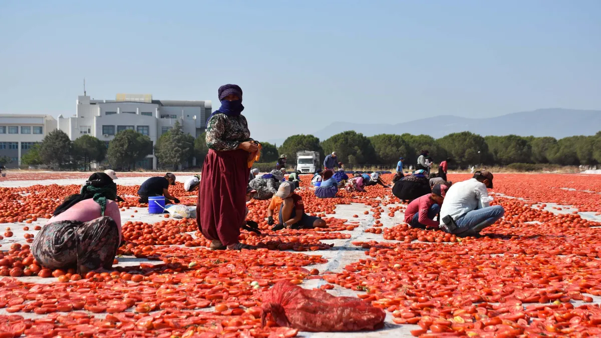 İzmir'de kuru domates mesaisi
