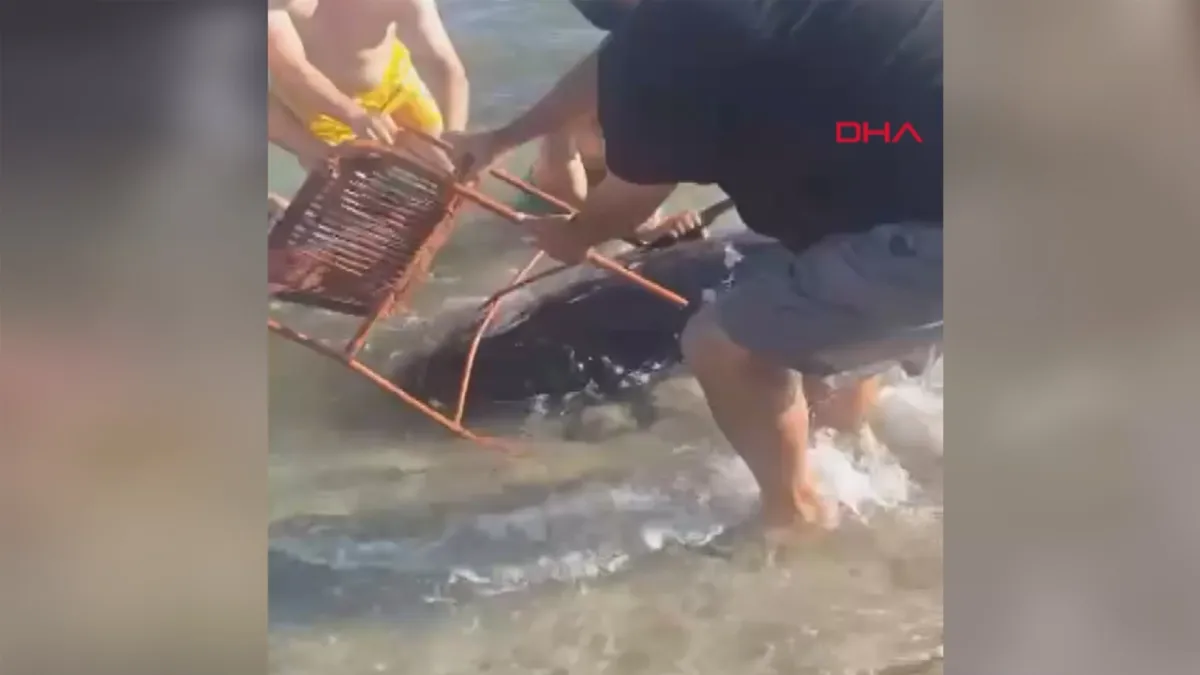 Çeşme’de kıyıya vuran orkinosu sandalyeyle karaya çıkarmaya çalıştılar