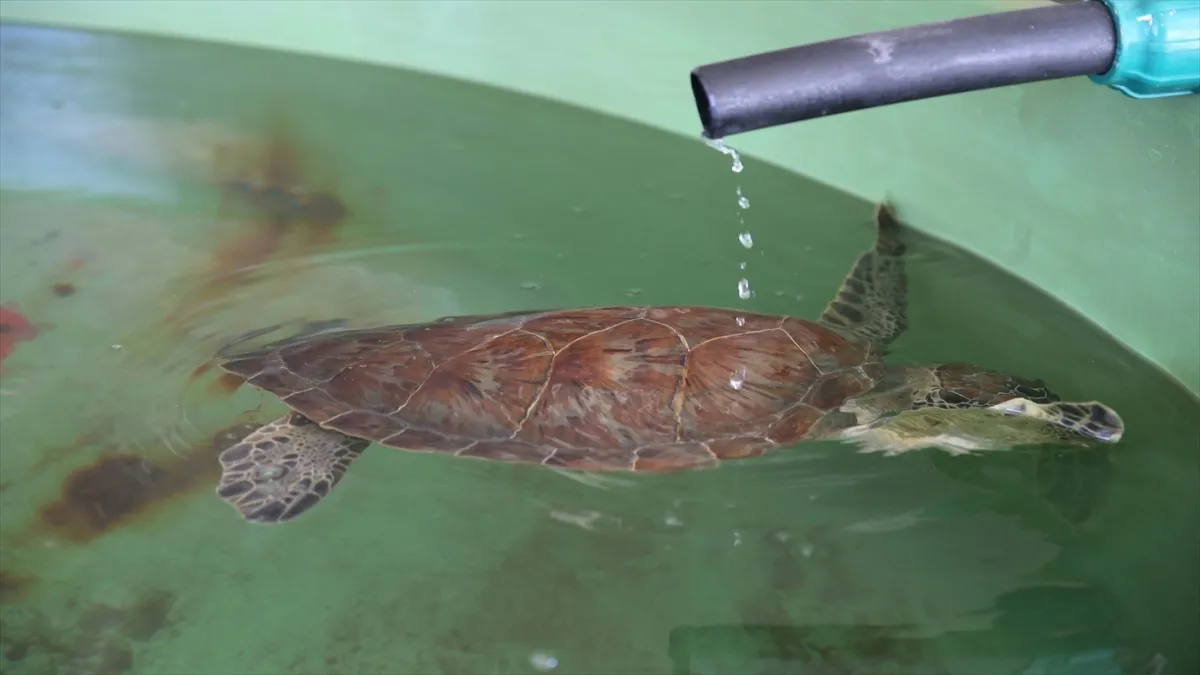Uydu Takipli Caretta Caretta "Tuba" İkinci Dünya Turuna Hazırlanıyor