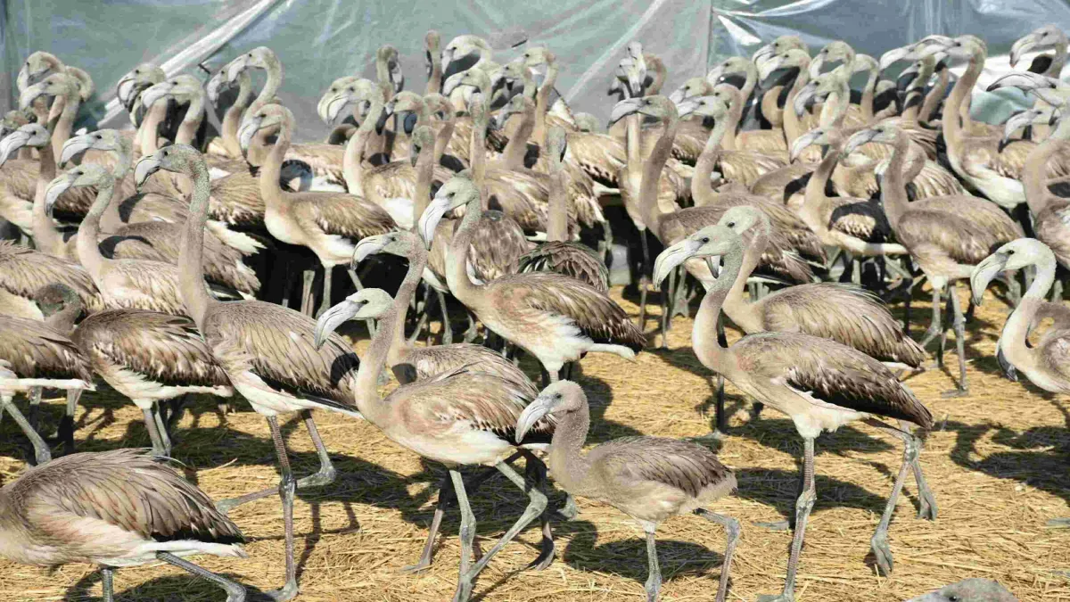 İzmir Kuş Cenneti'nde 500 flamingo takip edilecek
