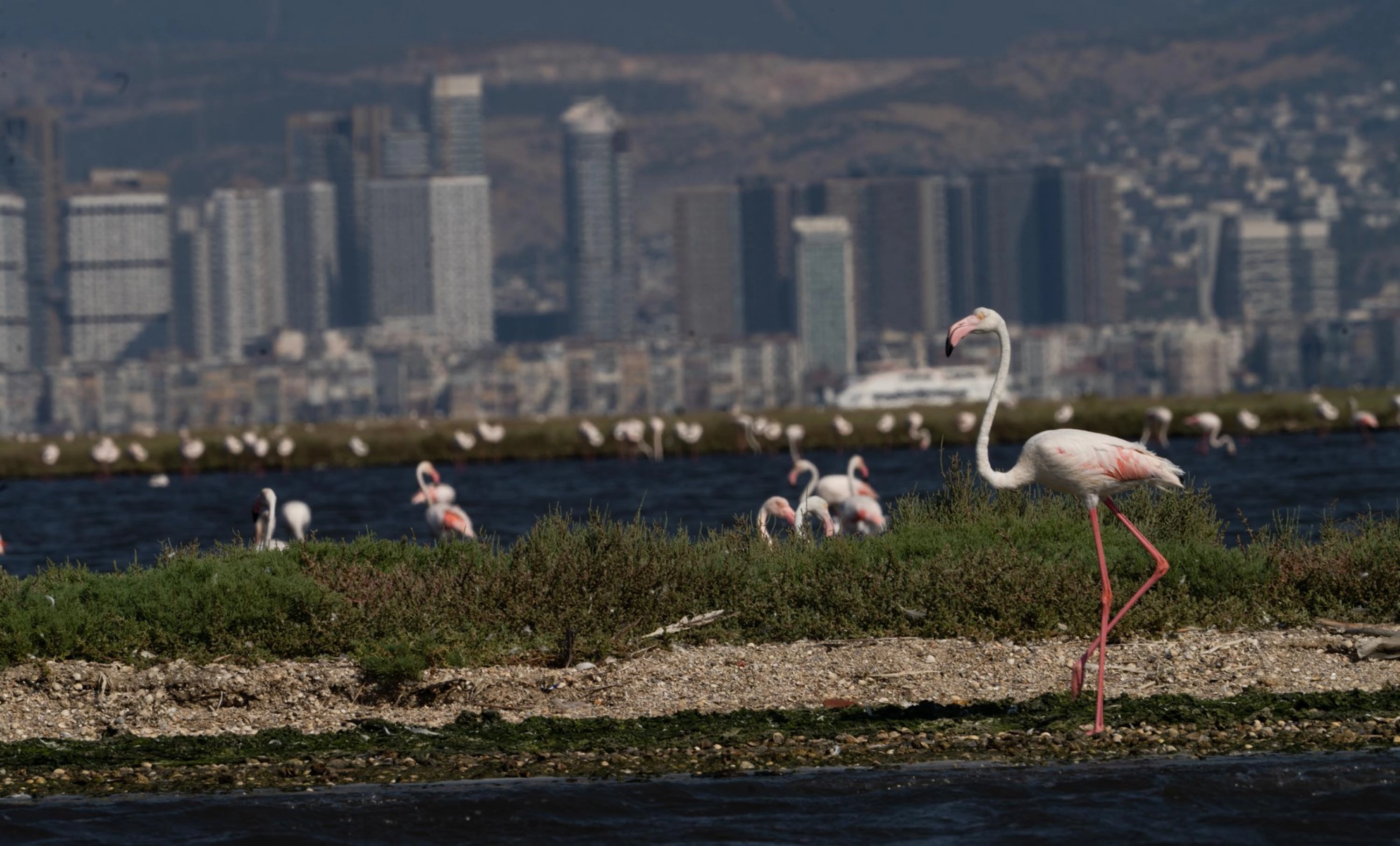İzmir’de Flamingo Yolu turları: Gediz Deltası’nda renkli yolculuk