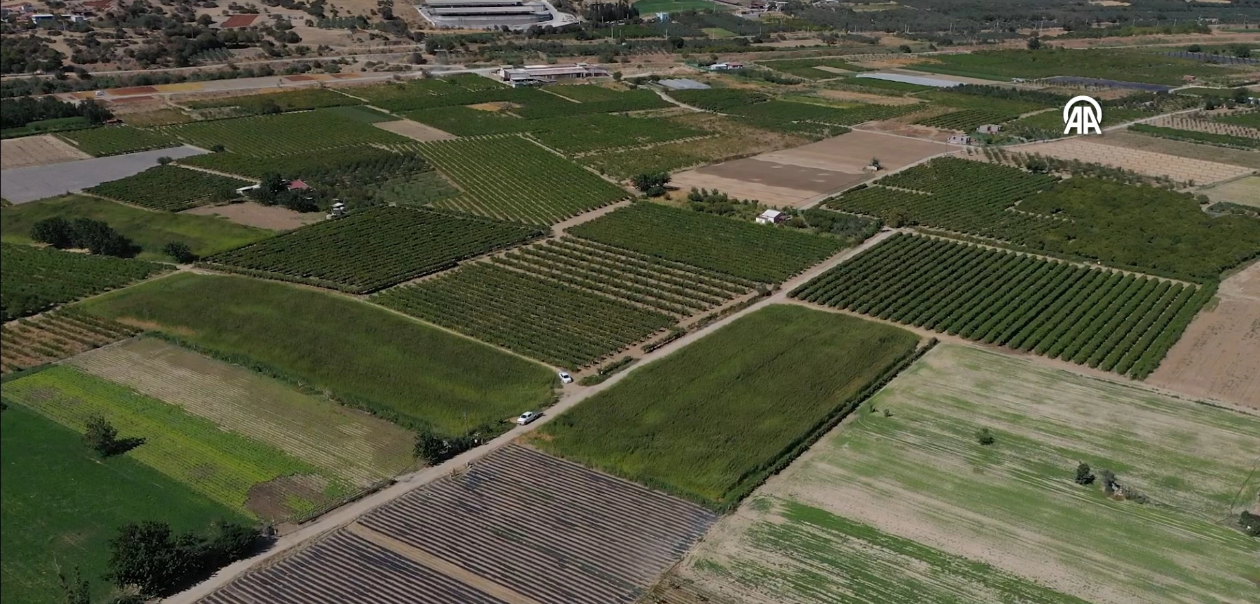 Kuraklık İzmir'deki besicileri sorgum sudan otuna yöneltti