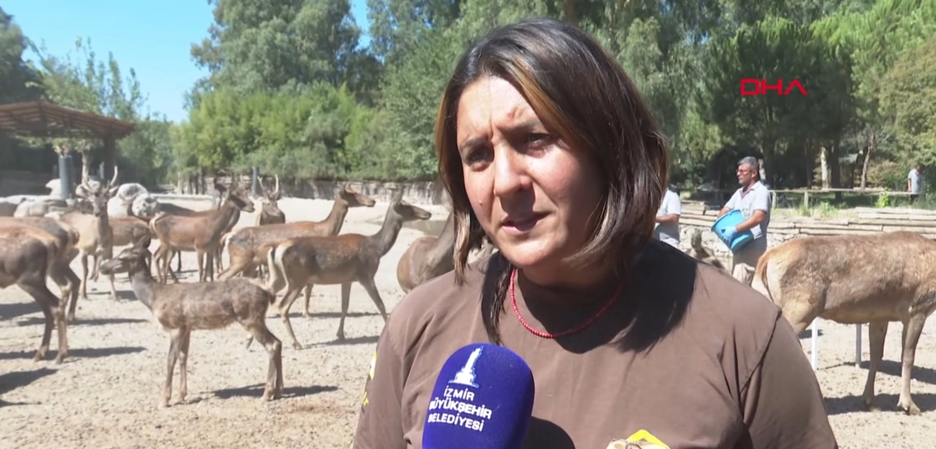 İyileşen kızılgeyik 'Paşa' yeni yuvasında