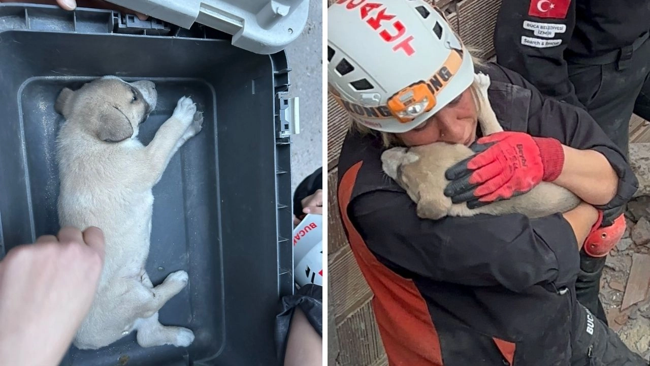 Buca’da enkaz altında kalan yavru köpeği BUCAKUT kurtardı