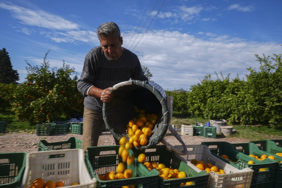 İzmir, Satsuma Üretiminde İkinci Sırada