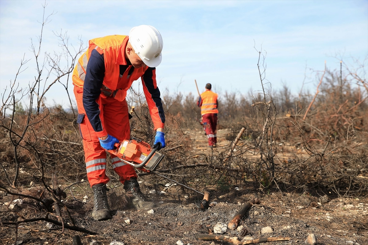 Alev Savaşçıları Bu Kez Fidanlarla Sahada: Manisa’yı Yeşile Döndürüyorlar