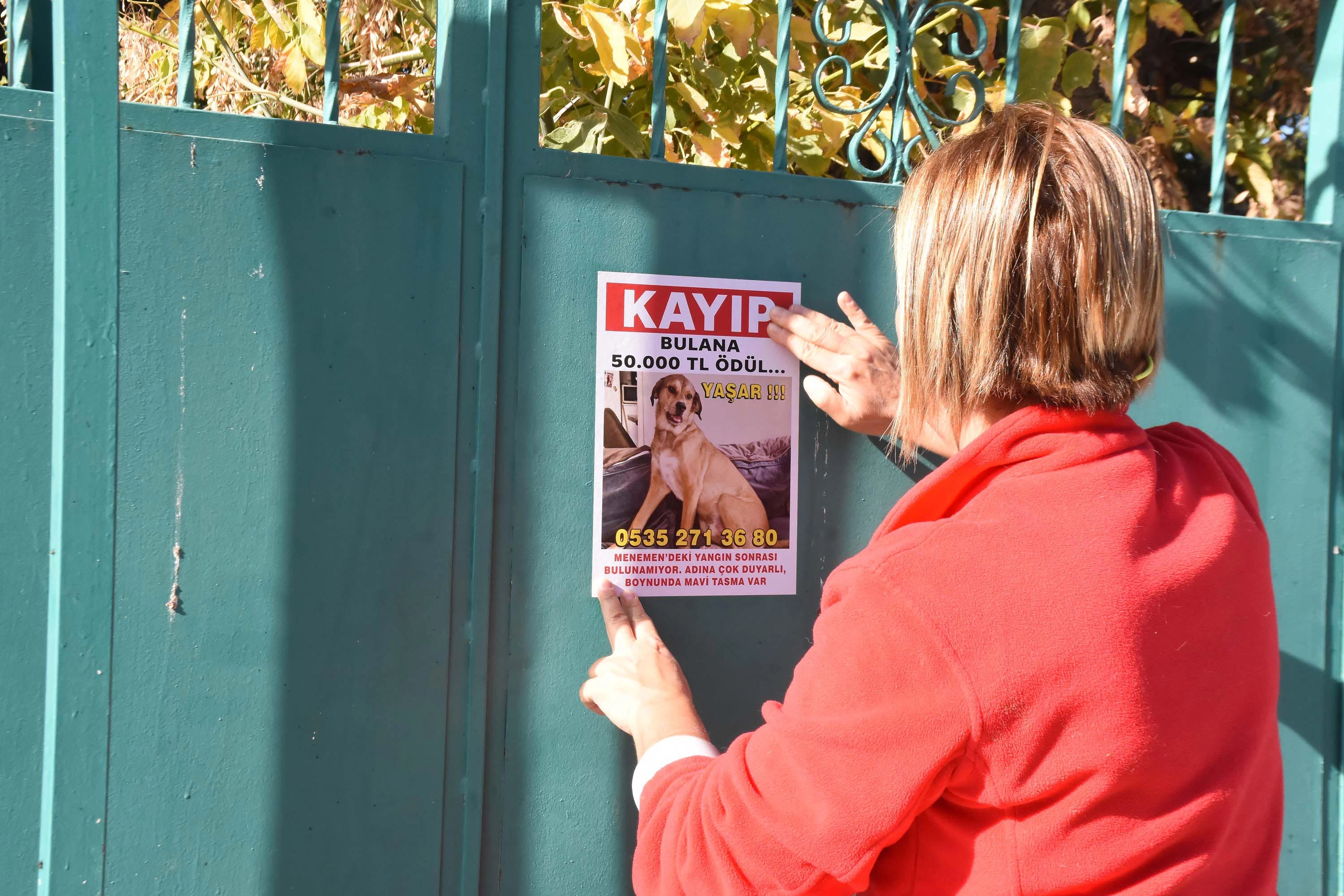 Ayşe Küçüksille, Kaybolan Köpeği Yaşar’ı Bulmak İçin Umut Arıyor