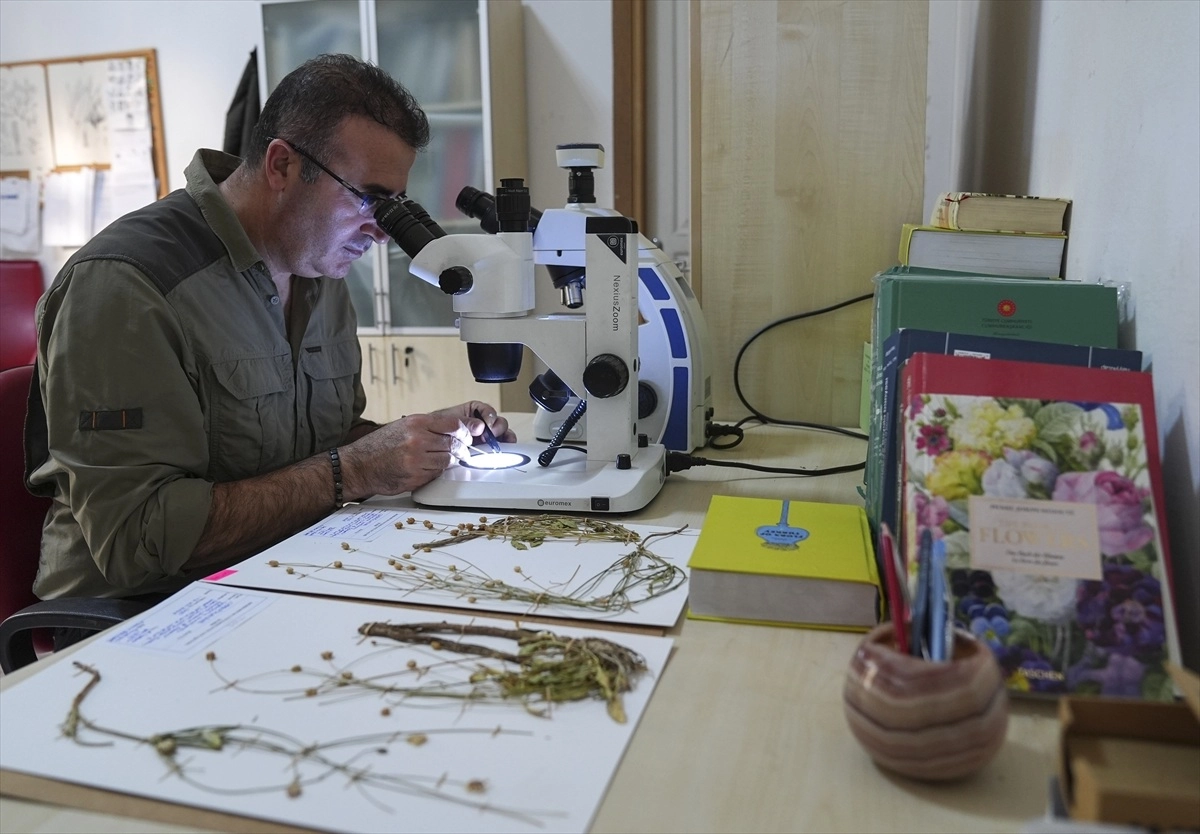 Emekli fen bilgisi öğretmeni, doğa yürüyüşü sırasında yeni bir bitki türü keşfetti