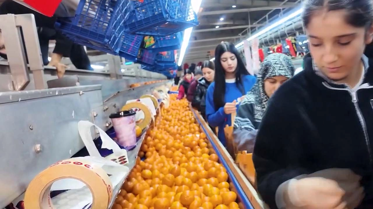 Türkiye'nin mandalina ihracatı rekora ulaştı