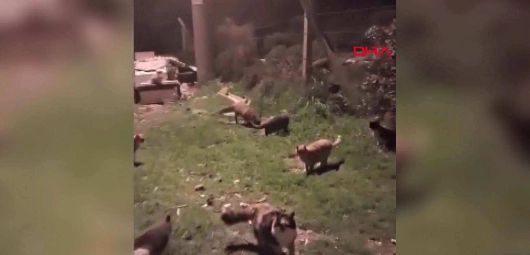 Ayvalık'ta kediler ve tilkilerin dostluğu kamerada