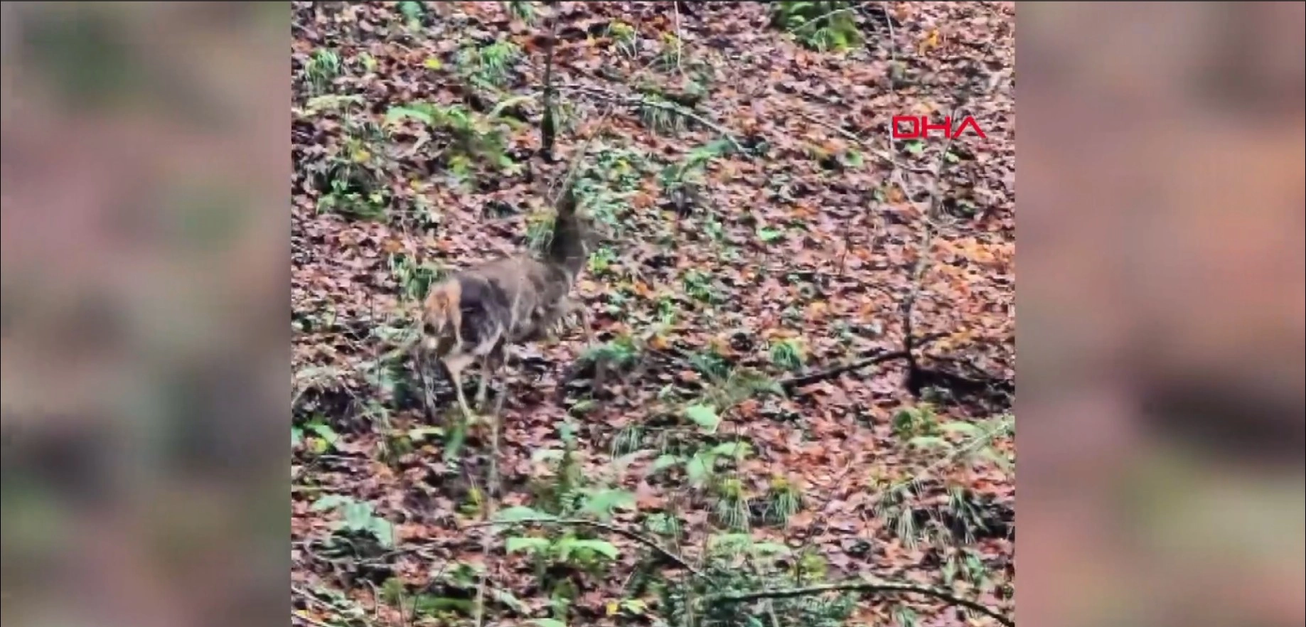Yedigöllerde ormanda gezen geyikler kamerada