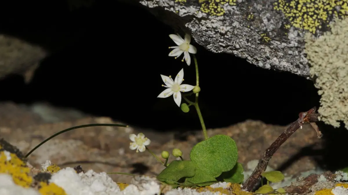 Ödemiş'te yeni bir bitki keşfedildi: İzmir göbek otu