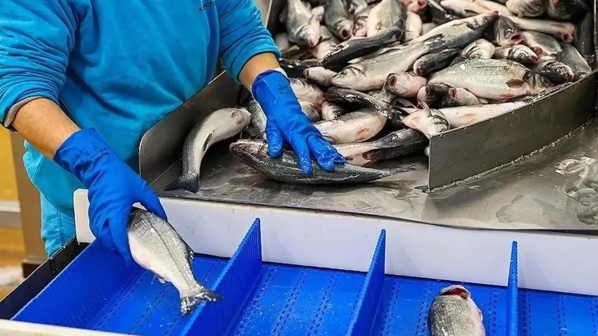 Su ürünleri ihracatının 3'te 2'ye yakını Egeli firmalardan