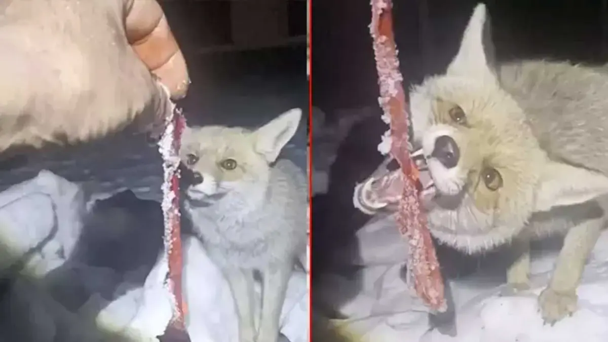 Kapısına gelen tilkiyi besledi