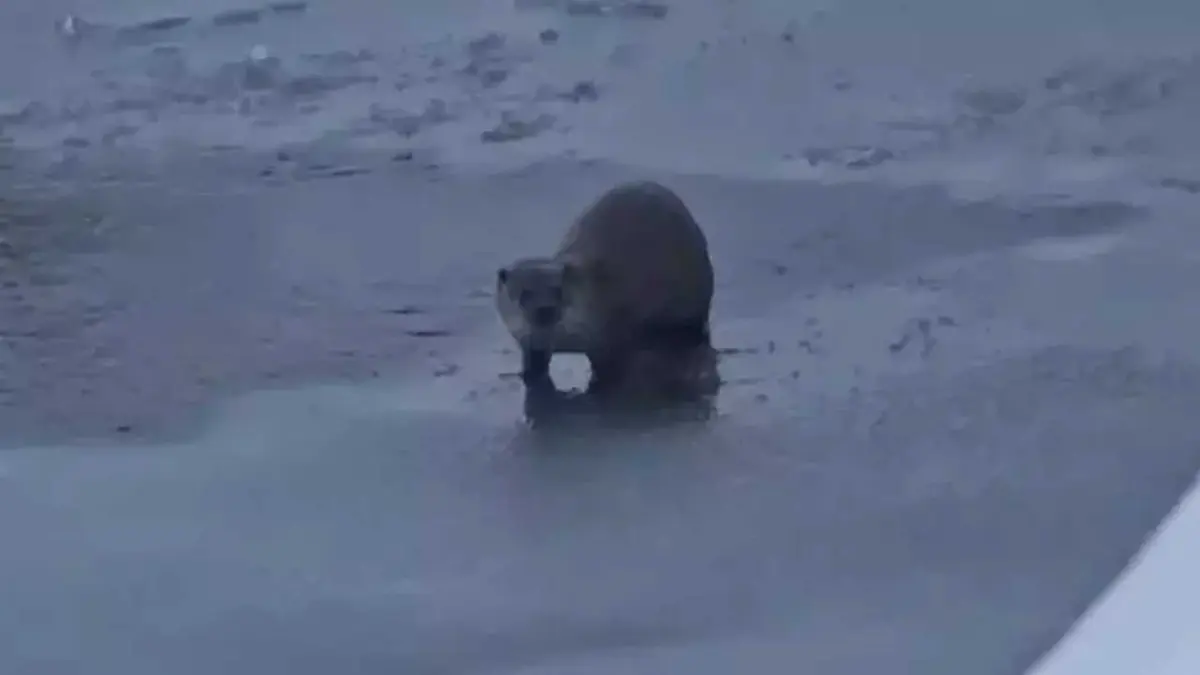 Yüksekova’da su samuru görüntülendi