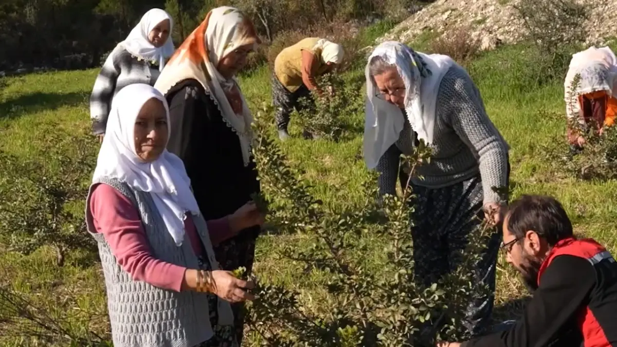 Kadınlar, sakız ağacına yeniden can verdi