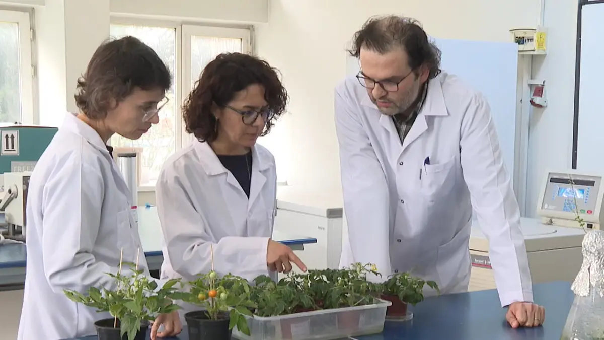 Türk bilim insanları, Ay ve Mars regolitleri benzerinde domates yetiştirdi