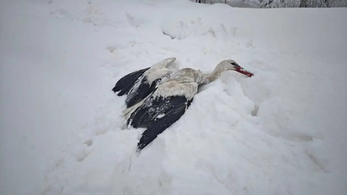 Yuvasından düşüp, kanatları donan leyleği kurtardı