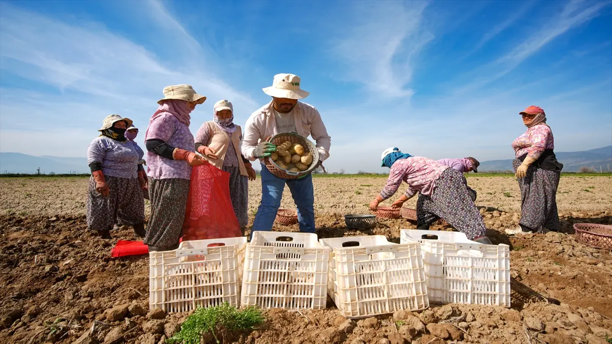 Patates deposu Ödemiş'te hasat ve ekim bir arada