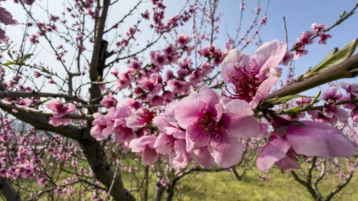 İzmir'de pembe çiçek açan şeftali ağaçları bahçelere renk kattı