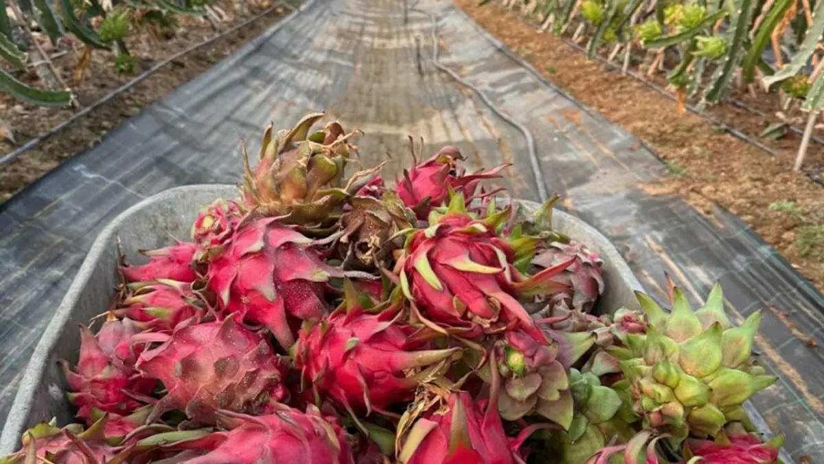 Genç mühendis adayından tropikal serada akıllı dönem