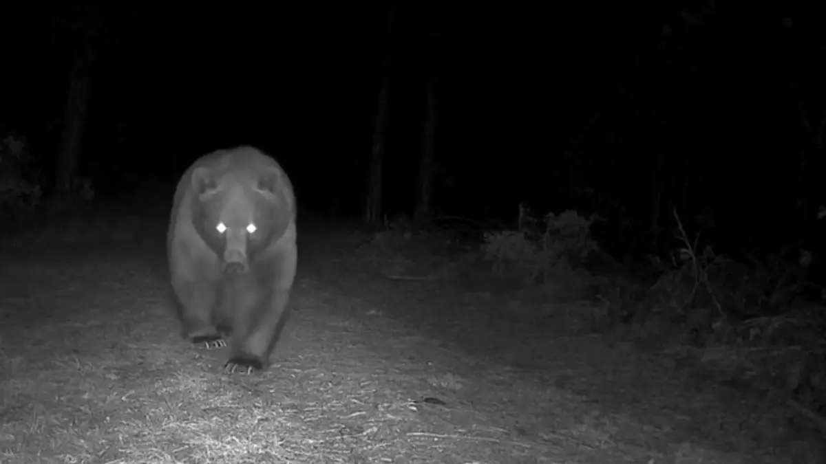 Bozayılar fotokapanla görüntülendi