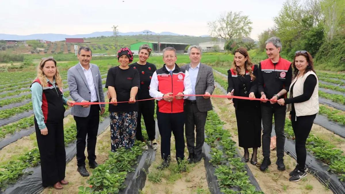 Tire'de organik çilekte hasat heyecanı başladı