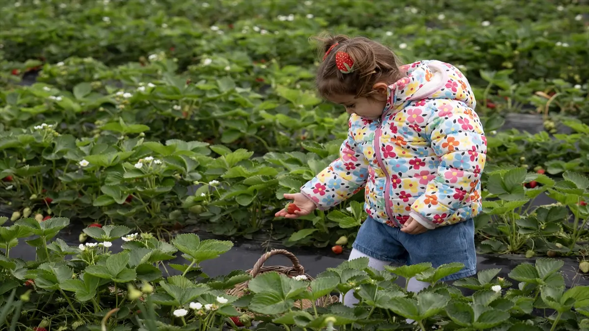 Aşırı yağışlar nedeniyle hasadı geciken Emiralem çileğinde verim arttı