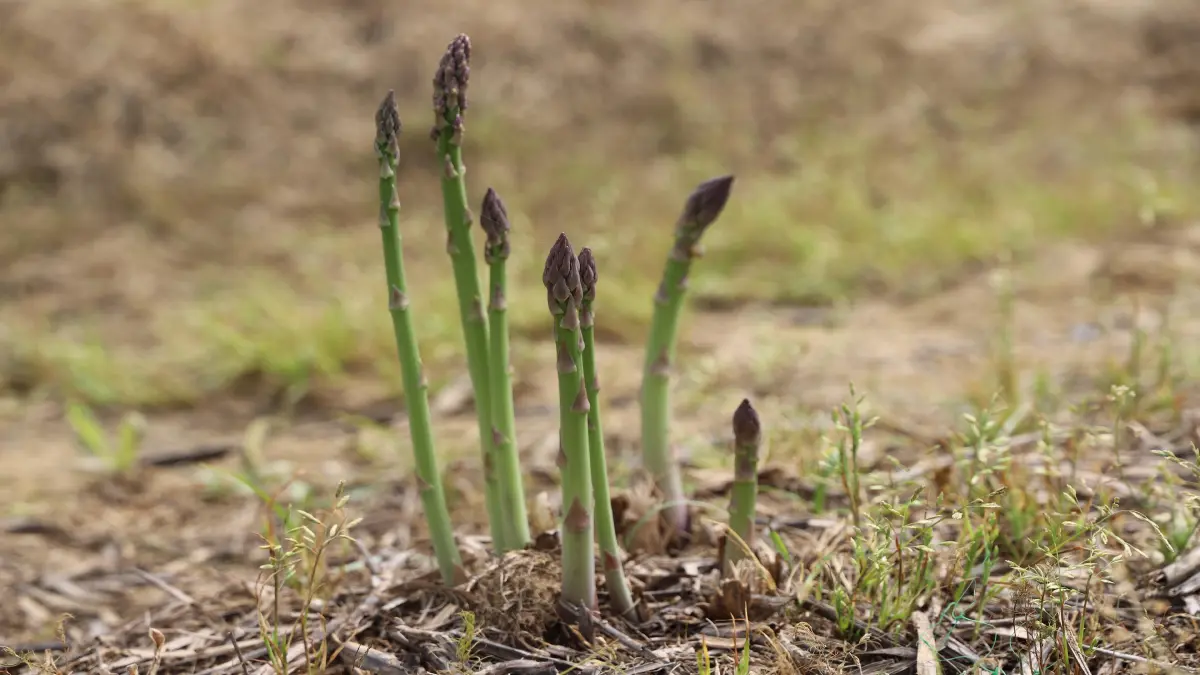 İzmir, kuşkonmaz üretiminde lider olmak istiyor