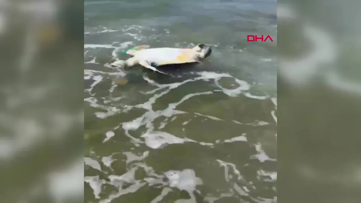 İzmir'de yüzgecine parke taşı bağlanmış ölü deniz kaplumbağası kıyıya vurdu