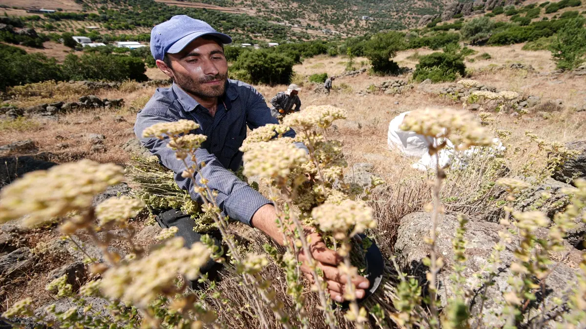 Mevsimlik işçiler İzmir'in dağlarında at sırtında kekik topluyor