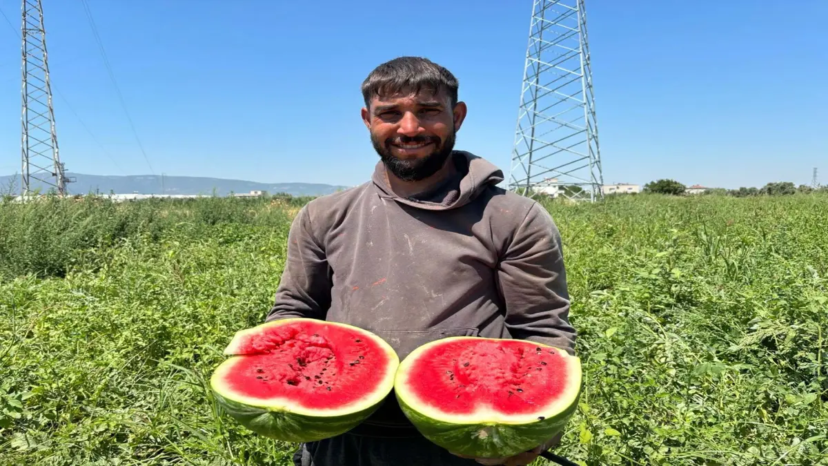 Torbalı'da karpuz hasadı başladı, üreticiler sezondan umutlu