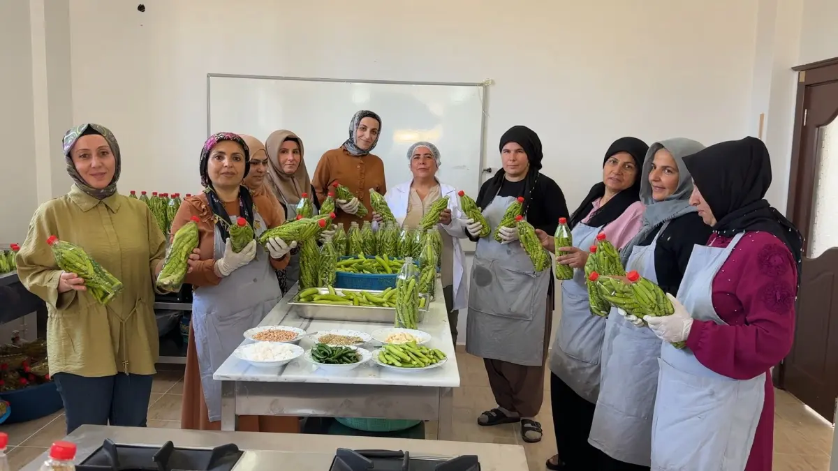 Midyatlı kadınlar coğrafi işaretli Acuru turşuya dönüştürüyor