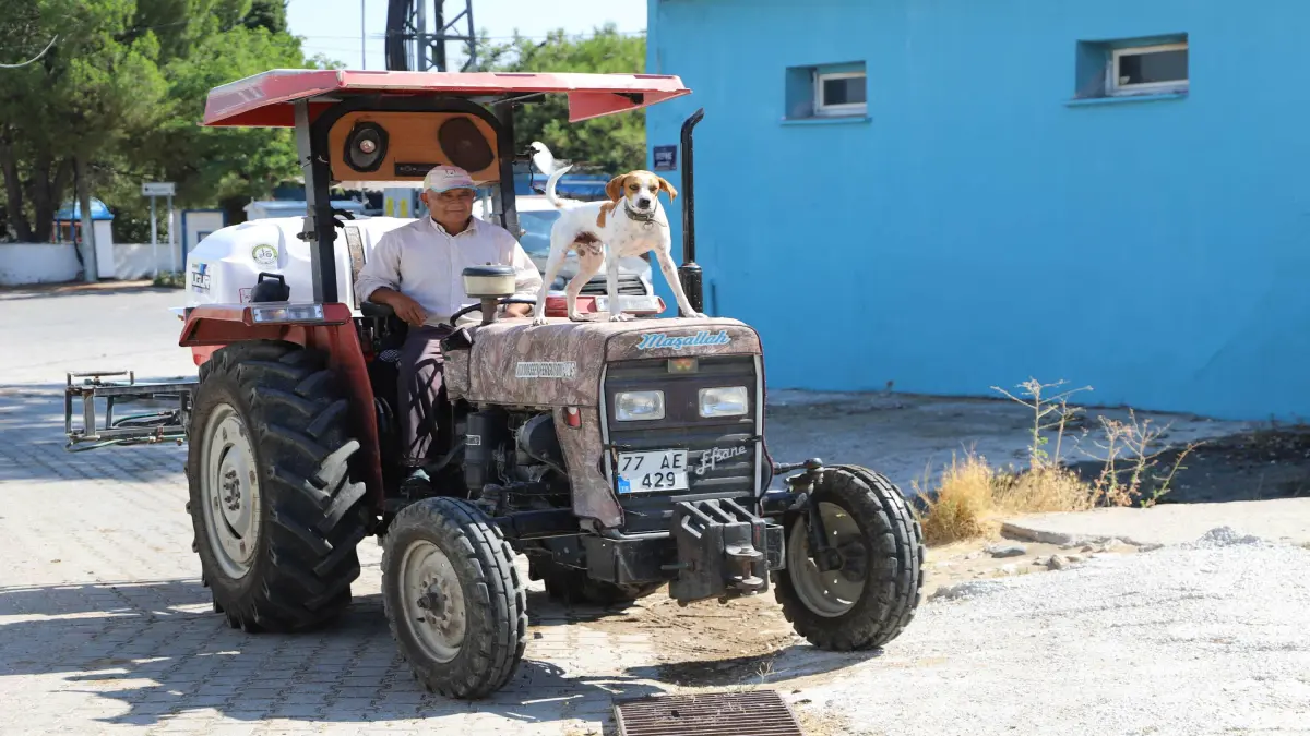 Köpek Benekli, çiftçi sahibinin en sadık yol arkadaşı oldu