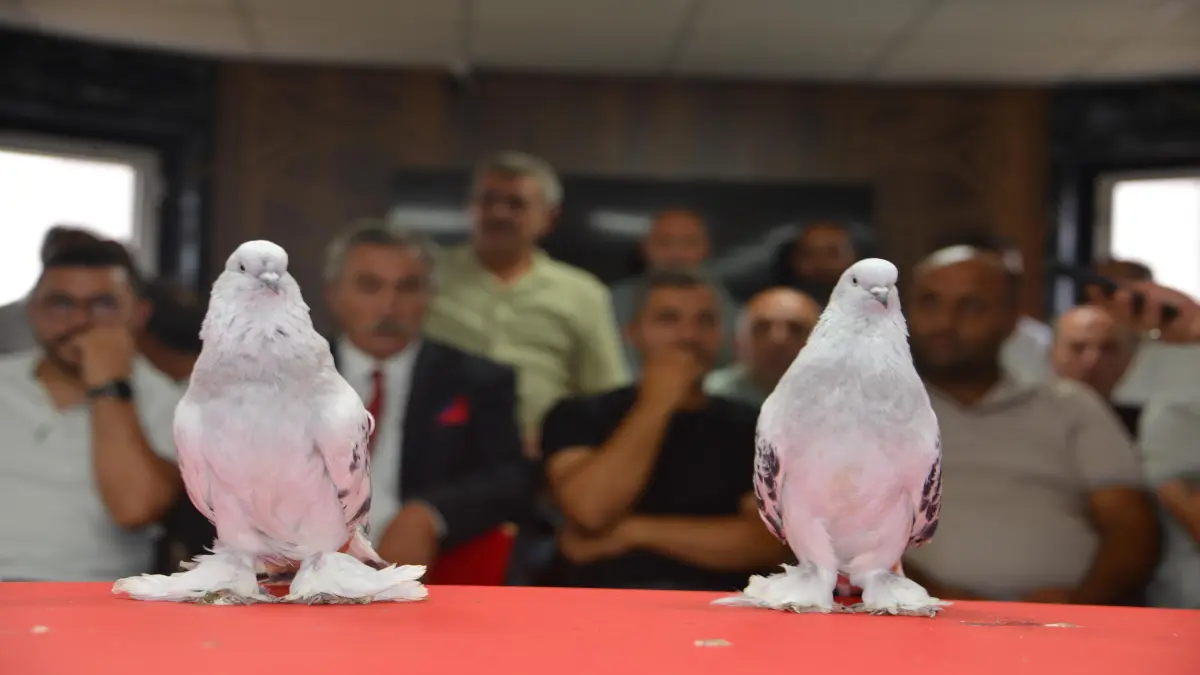 5 milyon liralık Şebap Güvercinleri Erzurum’da podyuma çıktı
