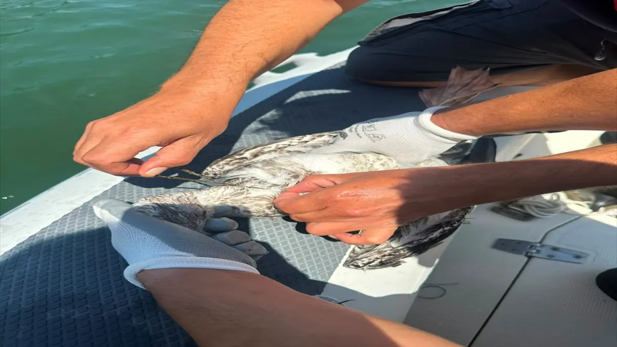 İzmir'de misinaya dolanan martı kurtarıldı